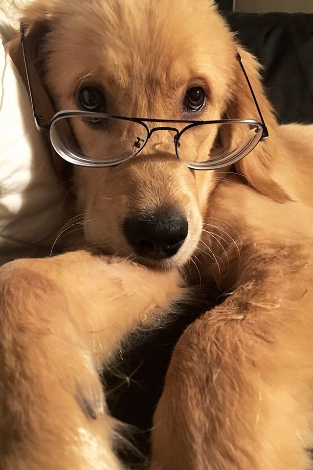 Thumbnail BINATANG-ISME